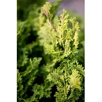 Pflanzen Für Dich Chamaecyparis Obtusa Aurora Hinoki-Scheinzypresse 15–20 cm