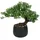 luxuskollektion Kunstpflanze Bonsai Baum Podocarpus Schwarz-1 25cm Aesthetic Deko