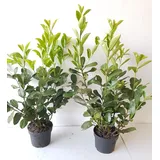 pflanzen-boering Prunus Novita Höhe: 60-80 cm