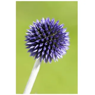 Pflanzen Für Dich Echinops ritro 'Veitchs Blue', Kugeldistel, stahlblau, ca. 9x9 cm Topf