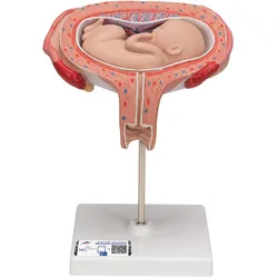 Fetus Modell, 5. Monat, Rückenlage - 3B Smart Anatomy