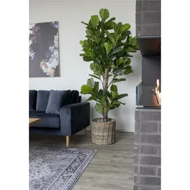 House Nordic House Nordic, Kunstpflanzen, Fiddle 190 cm,