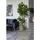 House Nordic House Nordic, Kunstpflanzen, Fiddle 190 cm,