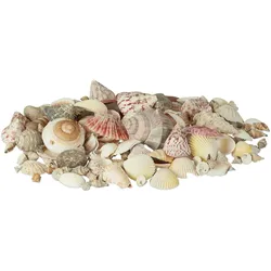 Relaxdays Muschel Deko im Set, Mix mit großen Meeresschnecken, Jakobsmuscheln, Stranddeko zum Basteln, maritim 1kg, bunt