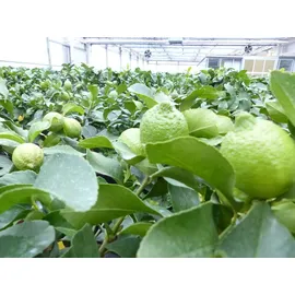 grünwaren Grünwaren: echter Zitronenbaum 50 - 70 cm Zitrone Citrus Limon Zitruspflanze