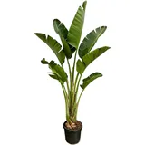 Trendyplants - Strelitzia Augusta - Paradiesvogelblume - Zimmerpflanze - Höhe 240-260 cm - Topfgröße Ø45cm