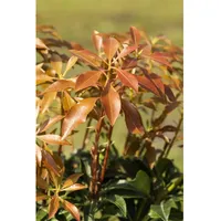 Pflanzen Für Dich Pieris japonica 'Mountain Fire', Japanische Lavendelheide,