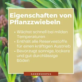 Dürr-Samen Monatserdbeeren Rügen