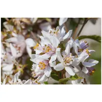 Pflanzen Für Dich Deutzia kalmiiflora, Maiblumenstrauch, rosa Blüten, 60–100