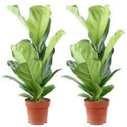 Flowerbox 2er-Set Geigenfeige - Ficus Lyrata - Höhe ca. 65 cm, Topf-Ø 17 cm