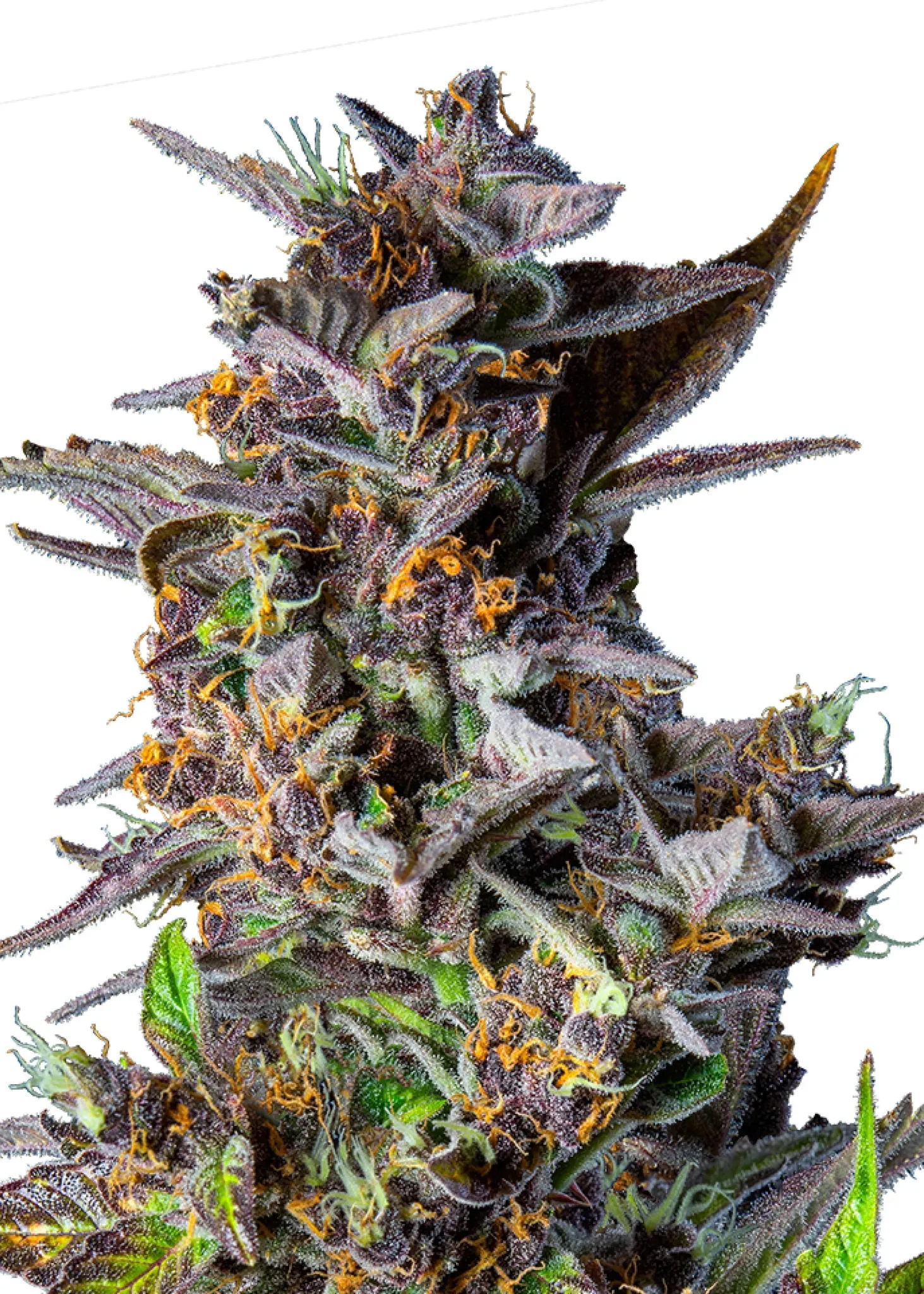 Royal Queen Seeds Watermelon Auto 1 Samen
