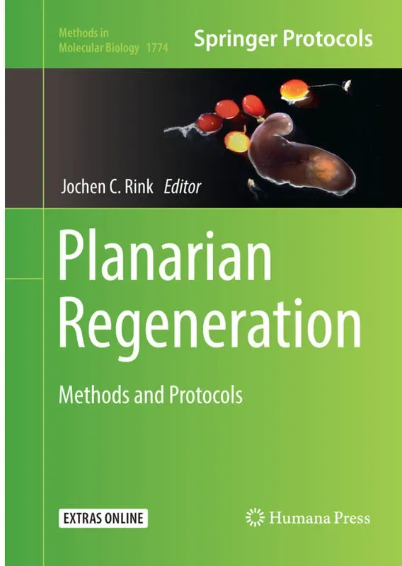 Planarian Regeneration, Kartoniert (TB)
