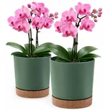 PECZEKO Blumentopf matt, Pflanzkübel aus Übertopf Kunststoff Dekorativer Topf für, groß und klein Pflanzen, 2er-Set blumenkübel, blumenkübel kräutertopf (2 Pack) Grün, ø 24 cm