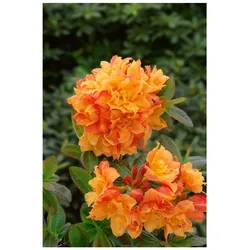Rhododendron luteum 'Csardas', gelb, 40–50 cm