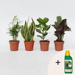 Plant in a Box - Einfache Zimmerpflanzen - 4 Stk - Höhe 25-40cm - Topf 12cm