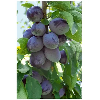Pflanzen Für Dich Prunus domestica 'Hauszwetsche', Zwetschge, 150–200 cm