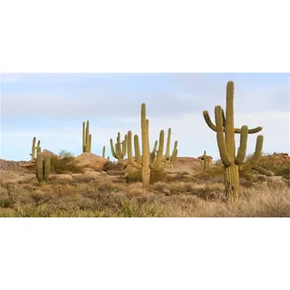 MIRRORANG 120x61cm Terrarium Hintergrund Blauer Himmel Felsen Riesiger Kaktus Gobi Wüste Reptilien Lebensraum Hintergrund Haltbarer Vinyl Hintergrund