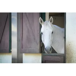 Fototapete PAPERMOON "PFERD-TIERE PFERDE PFERDEKOPF PONY WANDTAPETE WANDDEKO", bunt, B:4,00m L:2,60m, Vlies, Tapeten