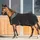 Back on Track Fleecedecke Supreme Abschwitzdecke 155 cm Schwarz