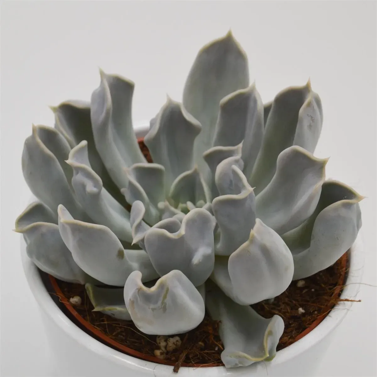 Echeveria Thriller Pearl - 12cm