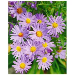 Aster dumosus 'Mittelmeer', Kissen-Aster, violett, ca. 9x9 cm Topf