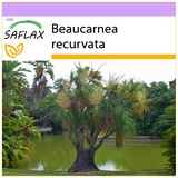 Saflax - - 10 Samen - Beaucarnea recurvata