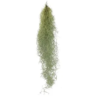 EXOTENHERZ Exotenherz Feenhaar Louisiana-Moos Tillandsia Usneoides Hängende Tillandsie ca. 30-40cm Lang Pflegeleicht