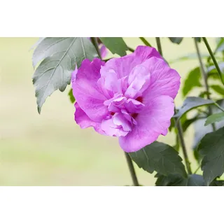 Pflanzen Für Dich Hibiscus syriacus 'Purple Ruffles', Gartenhibiskus, lila, 60–80 cm