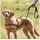 Trixie Lead'n'Walk Soft
