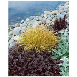 Carex sylvatica, Wald-Segge, ca. 9x9 cm Topf