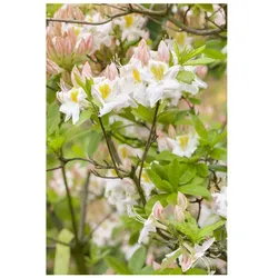 Rhododendron luteum 'Persil', gelb-weiß, 30–40 cm