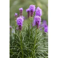 Pflanzen Für Dich Liatris spicata 'Kobold' p 0,5