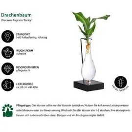 Dehner Waterplant Drachenbaum, Dracaena fragrans Burley, mit LED, Grün