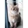 Independently published Hausaufgabenheft: mit Kätzchen / Katze, ca. A5, für 1 komplettes Schuljahr