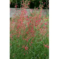 Pflanzen Für Dich Penstemon barbatus 'Coccineus', Bartfaden, ca. 9x9