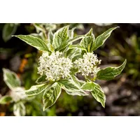 Pflanzen-für-dich.de Cornus alba 'Sibirica Variegata' C 5 60- 100