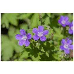 Geranium sylvaticum 'Mayflower', Storchschnabel, violett, ca. 9x9 cm Topf