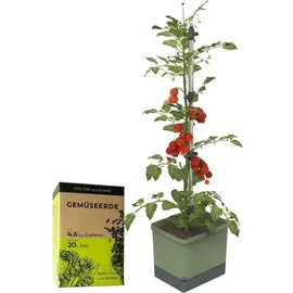 Gusta Garden Tom Tomato Pflanzentopf mit Rankhilfe Dunkelgrün 20 l