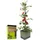 Gusta Garden Tom Tomato Pflanzentopf mit Rankhilfe Dunkelgrün 20 l