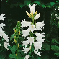 Pflanzen Für Dich Campanula latifolia var.macrantha, Glockenblume, ca. 9x9