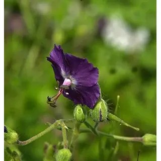 Brauner Storchenschnabel - Geranium phaeum
