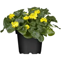 Pflanzen Für Dich Ranunculus ficaria, Scharbockskraut, gelb, ca. 9x9