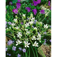 Pflanzen Für Dich Ornithogalum umbellatum, Dolden-Milchstern, weiß, ca. 9x9