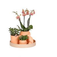 Exotenherz - Indoor-Living-Set mit pflegeleichten Zimmerpflanzen - inkl. Deko - Komplettpreis "OPTIMISM"