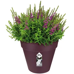 Blumentopf Maulbeere matt 19x18cm 3L