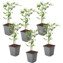 Plant in a Box - Jasmin - 6 Stk - Jasminum 'Summer Scent' - Höhe 25-40cm - Topf 9cm