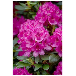 Pflanzen Für Dich Rhododendron 'Nova Zembla', rot, 60–70 cm