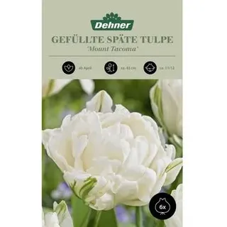 Dehner Blumenzwiebel Gefüllte späte Tulpe 'Mount Tacoma', 6 Stk., Weiß