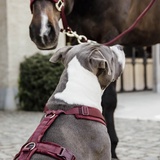 Kentucky Dogwear Hundegeschirr Aktiv Velvet Samt Bordeaux M (30-48cm)