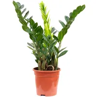 Flowerbox Value Greens Glücksfeder Zamioculcas Perfekt für Büro &